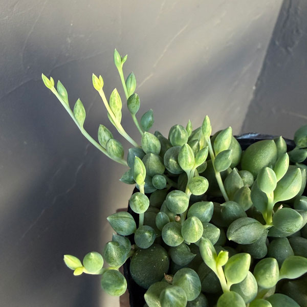 観葉植物 セネシオ エンジェルティアーズ 2....の詳細画像4