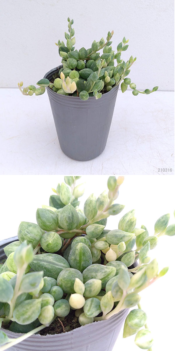 観葉植物 セネシオ エンジェルティアーズ 2....の詳細画像5