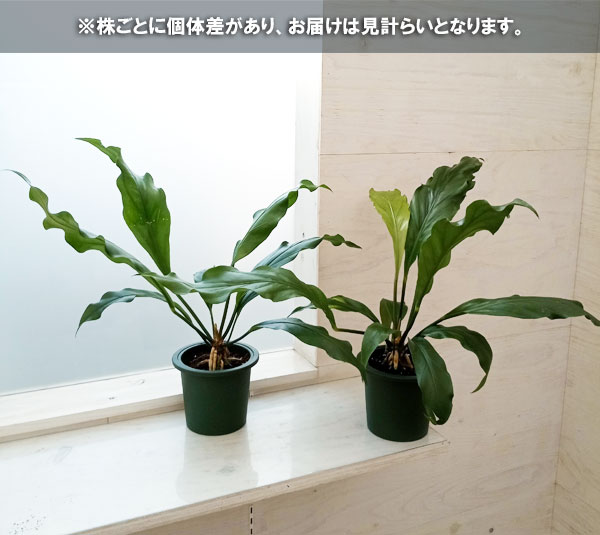 観葉植物/アンスリウム：フーケリー5号鉢植え｜engei｜04