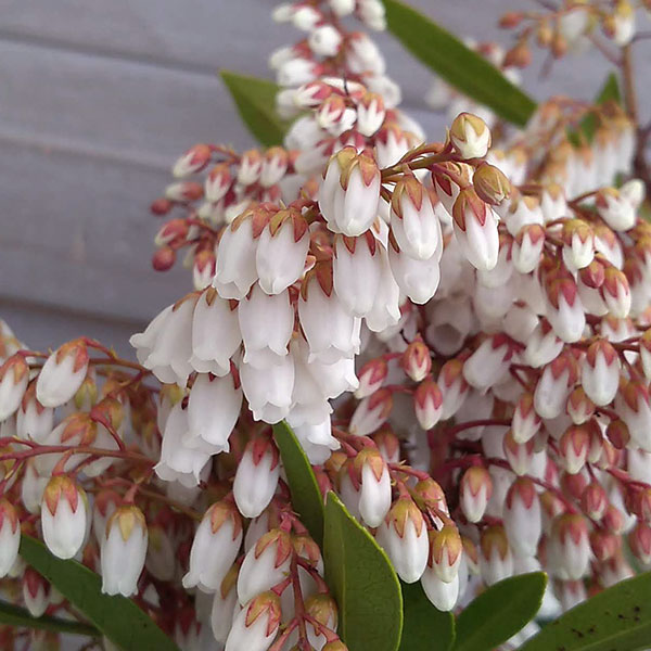 アセビのおすすめ人気商品一覧 通販 - Yahoo!ショッピング