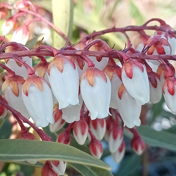 花木 庭木の苗 アセビ（馬酔木・アシビ） 琉球アセビ（白花）5号ポット