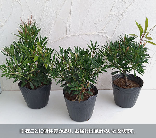 花木 庭木の苗 アセビ(馬酔木・アシビ) 琉球...の詳細画像3