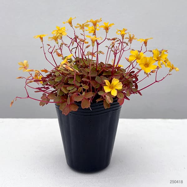 草花の苗 オキザリス タソガレ（黄昏）2.5号ポット 6株セット : 園芸