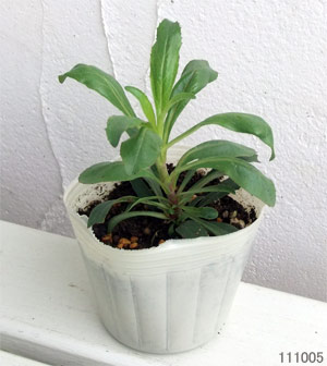 草花の苗 ペンステモン ヘブンリーブルー3.5号ポット |  | 01