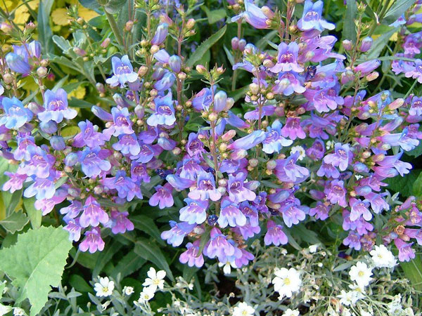 草花の苗 ペンステモン ヘブンリーブルー3.5号ポット |  | 02