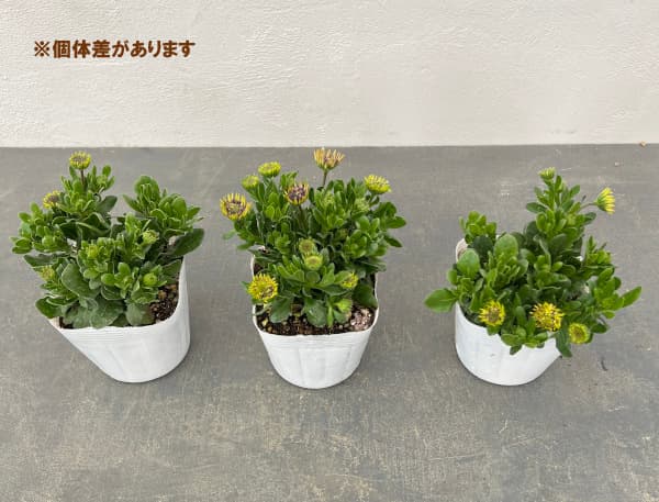 草花の苗 オステオスペルマム(八重) 3Dブル...の詳細画像4
