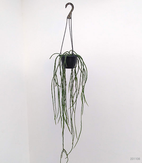 観葉植物 リプサリス パラドクサ 5号吊り鉢* : 園芸ネット - 通販