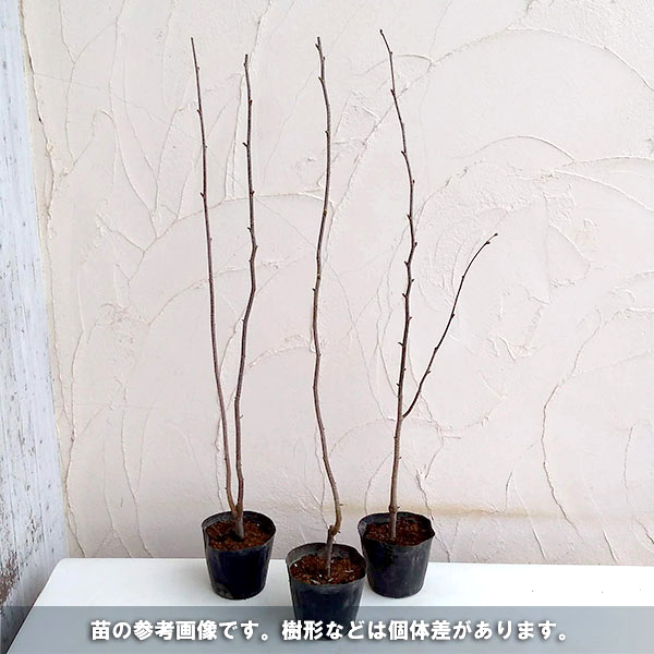 果樹の苗/アメリカンヘーゼルナッツ（西洋ハシバミ）：サカジャウェア4.5号ポット｜engei｜04