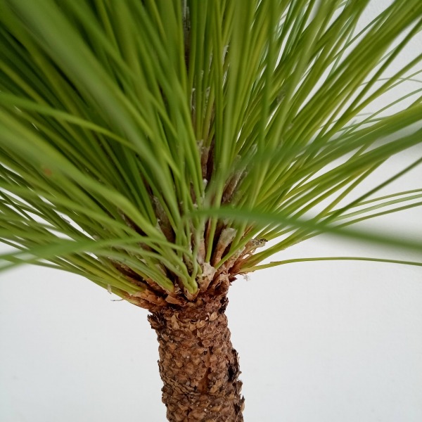 大王松（苗木、植木） | 花、ガーデニング のおすすめ人気商品一覧