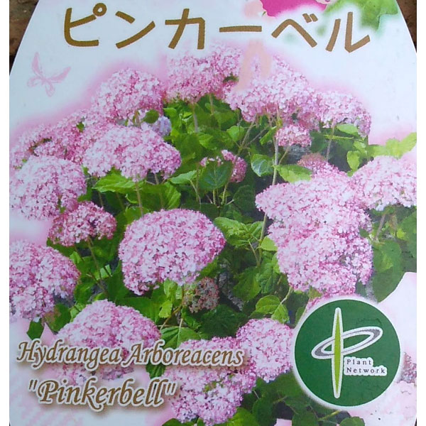 花木 庭木の苗/アジサイ（アメリカ）：ピンクアナベル ピンカーベル 6号ポット｜engei｜05