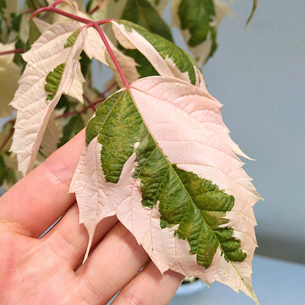 花木 庭木の苗/ネグンドカエデ：フラミンゴ6号ポット : 155828 : 園芸