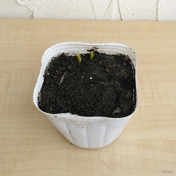 草花の苗 おもてなしキキョウ(桔梗) 一重系ホ...の詳細画像1