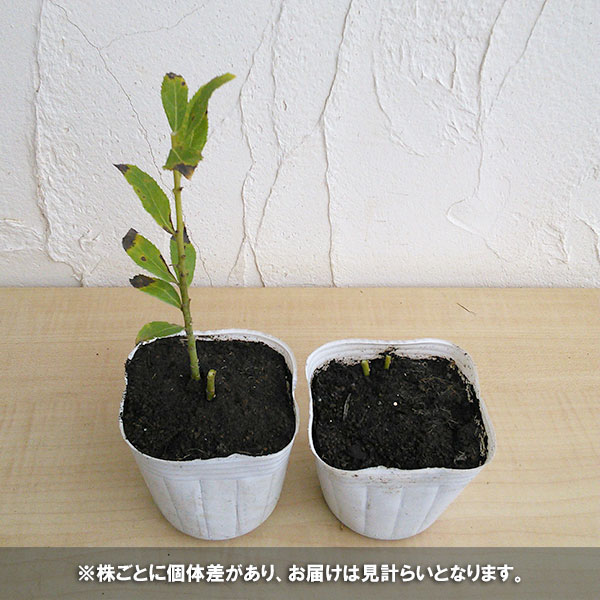 草花の苗 おもてなしキキョウ(桔梗) 一重系ホ...の詳細画像3