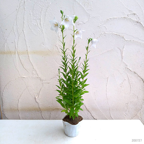 草花の苗 おもてなしキキョウ(桔梗) 一重系ホ...の詳細画像2