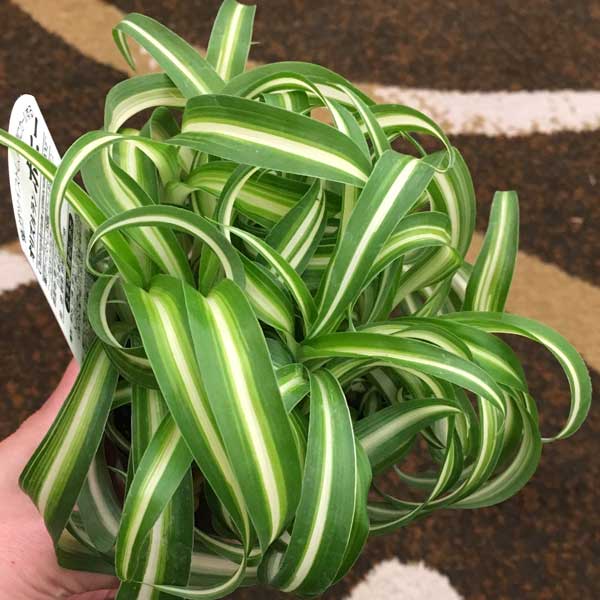 観葉植物/オリヅルラン：ボニー3号ポット 3株セット |  | 03