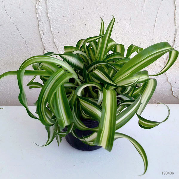 観葉植物/オリヅルラン：ボニー3号ポット 3株セット |  | 01