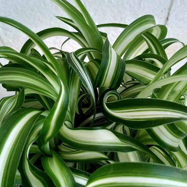 観葉植物/オリヅルラン：ボニー3号ポット 3株セット |  | 02