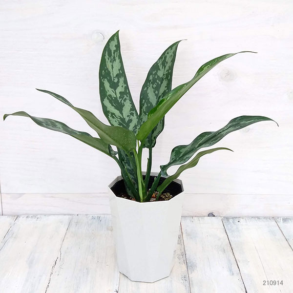 観葉植物 サマーセール アグラオネマ マリア ...の詳細画像5