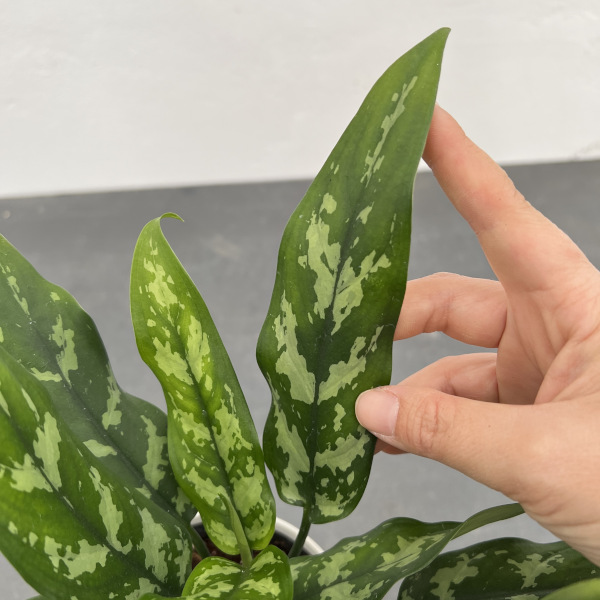 観葉植物 サマーセール アグラオネマ マリア ...の詳細画像3