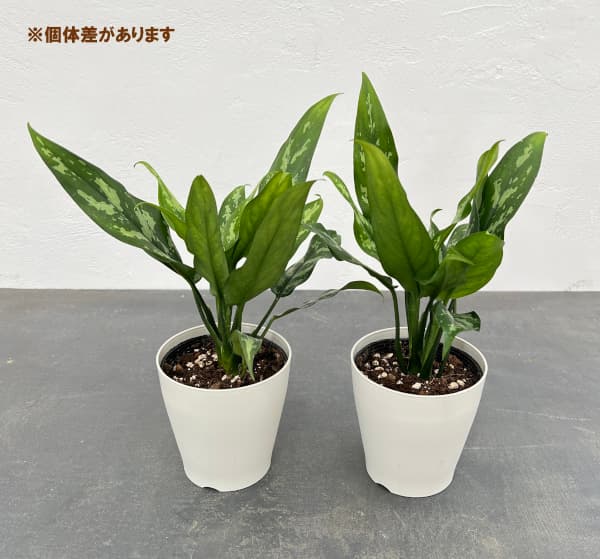 観葉植物 サマーセール アグラオネマ マリア ...の詳細画像4