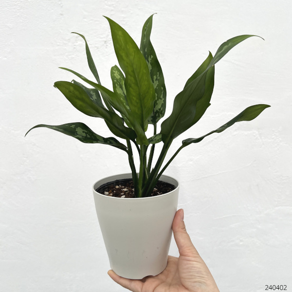 観葉植物 サマーセール アグラオネマ マリア ...の詳細画像1