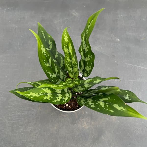 観葉植物 サマーセール アグラオネマ マリア ...の詳細画像2