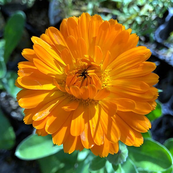 レモンマリーゴールド（苗） | 花、ガーデニング のおすすめ人気商品