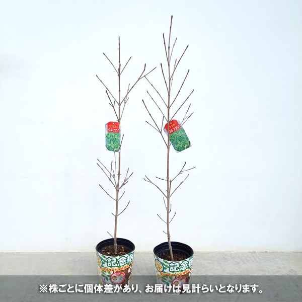 花木 庭木の苗 ヤマボウシ ウルフアイ6号ポットの詳細画像3