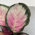 観葉植物/カラテア:ロゼオピクタ・ロージー4号鉢植えの詳細画像3