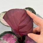 観葉植物/カラテア:ロゼオピクタ・ロージー4号鉢植えの詳細画像4