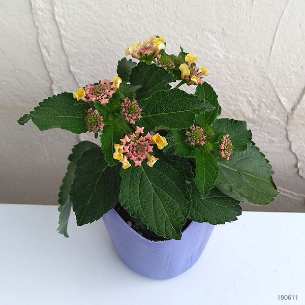 草花の苗 サマーセール ランタナ やまぶき3号...の詳細画像1