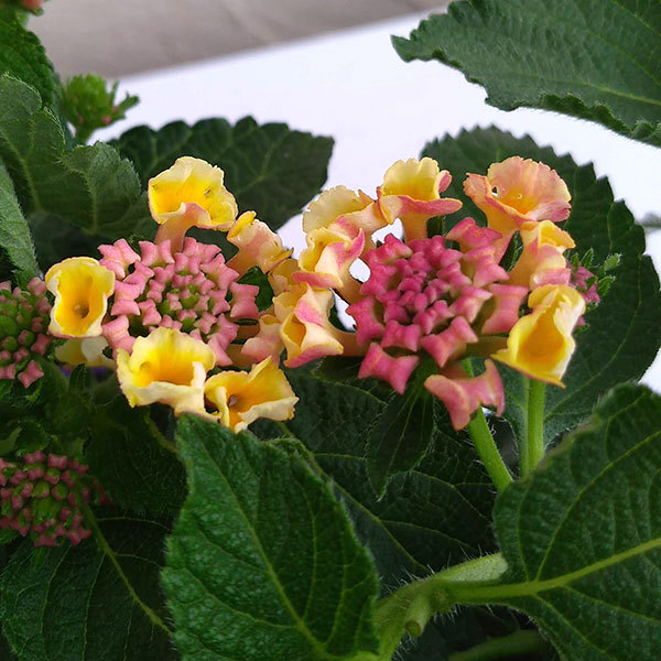 草花の苗 サマーセール ランタナ やまぶき3号...の詳細画像2
