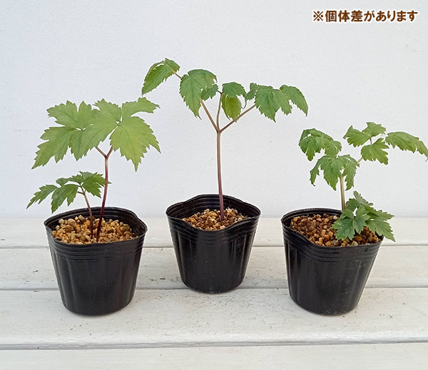 山野草の苗 レンゲショウマ(蓮華升麻)3-3....の詳細画像4