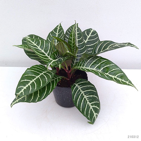 観葉植物 アフェランドラ トロピコ 3号ポットの詳細画像1