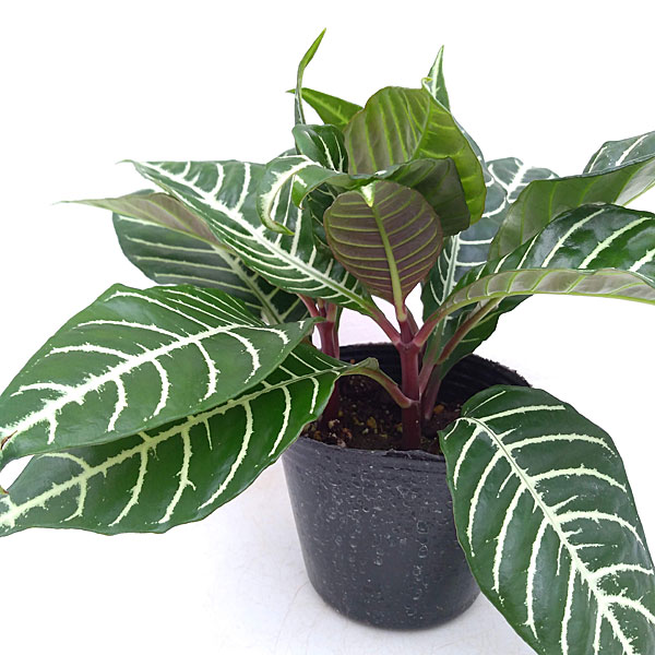 観葉植物 アフェランドラ トロピコ 3号ポットの詳細画像2