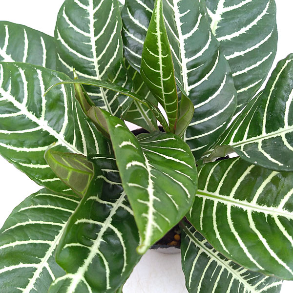 観葉植物 アフェランドラ トロピコ 3号ポットの詳細画像3