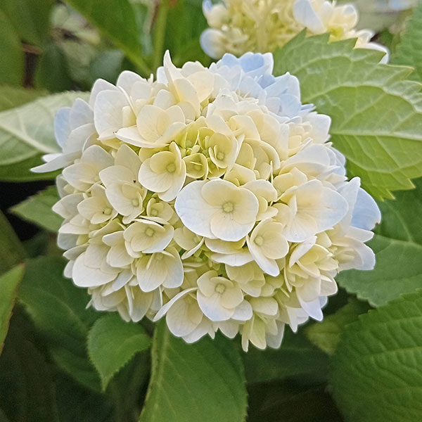 花木 庭木の苗 アジサイ 霧島の恵（キリシマノメグミ）3号ポット