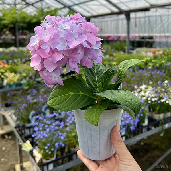 花木 庭木の苗 アジサイ 霧島の恵（キリシマノメグミ）3号ポット