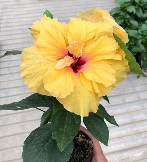 苗 ハイビスカス 苗 大輪 花木 1苗 限定品 観葉植物