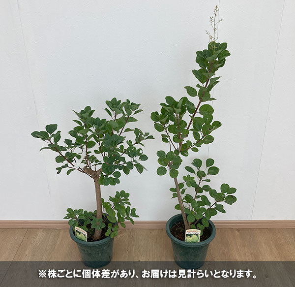 花木 庭木の苗 スモークツリー スノーパフ7号ポット : 園芸ネット