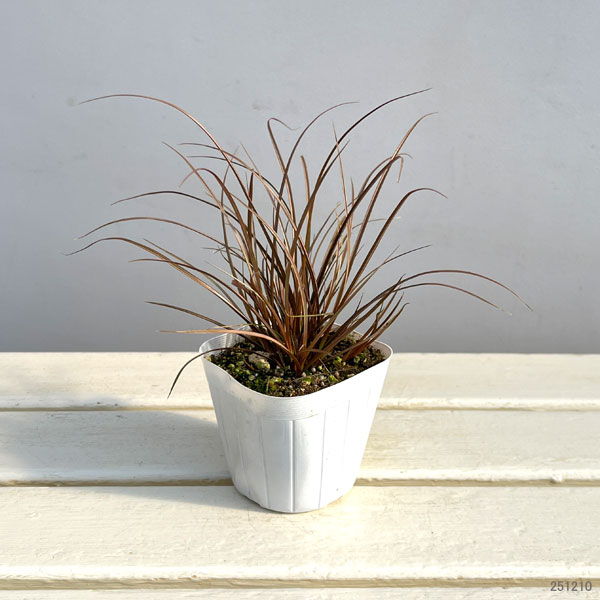 草花の苗 カレックス アウバウム3-3.5号ポットの詳細画像5