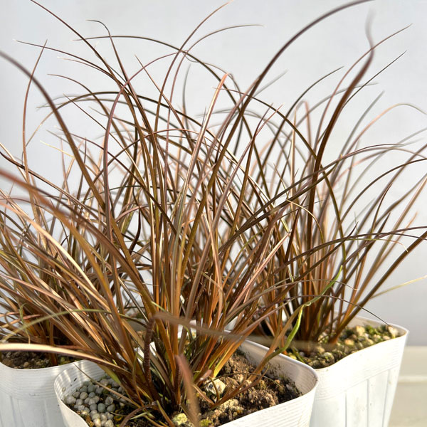 草花の苗 カレックス アウバウム3-3.5号ポットの詳細画像2