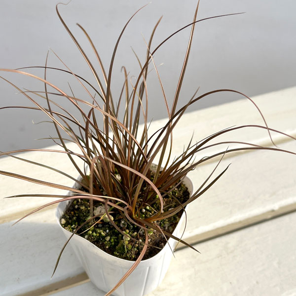 草花の苗 カレックス アウバウム3-3.5号ポットの詳細画像1