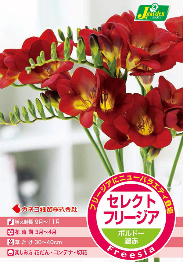 球根 26年9月中下旬予約 フリージア ボルド...の詳細画像1