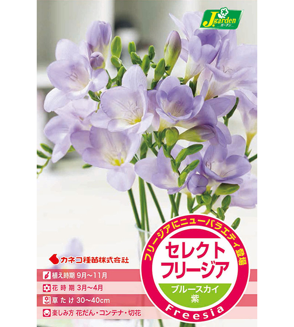球根 26年9月中下旬予約 フリージア ブルー...の詳細画像1