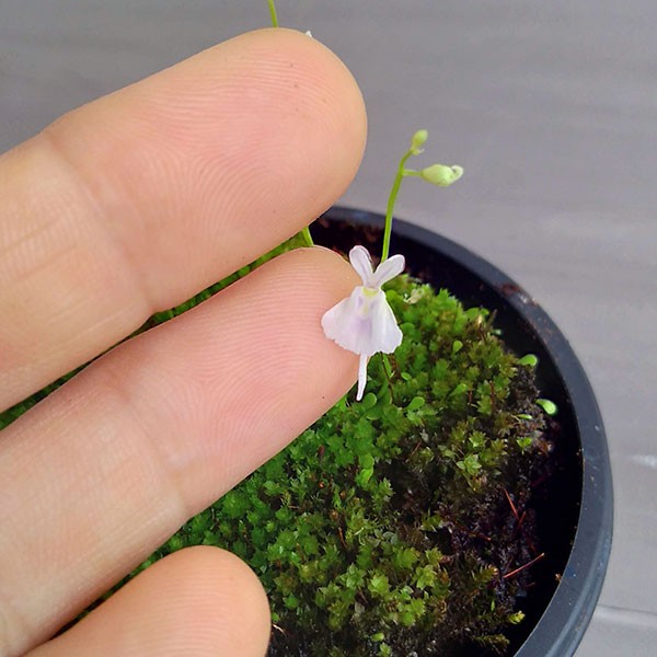 観葉植物 ウサギゴケ(兎苔)2号ポットの詳細画像4
