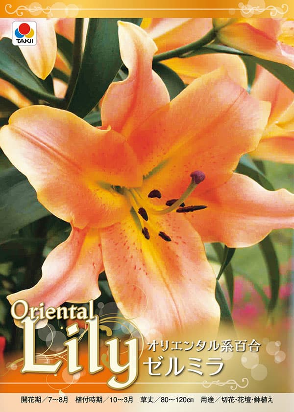 球根 26年10月中下旬予約 ユリ(オリエンタ...の詳細画像1