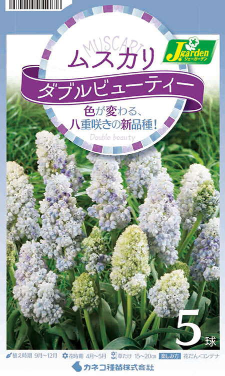 球根 26年9月中下旬予約 ムスカリ ダブルビ...の詳細画像1