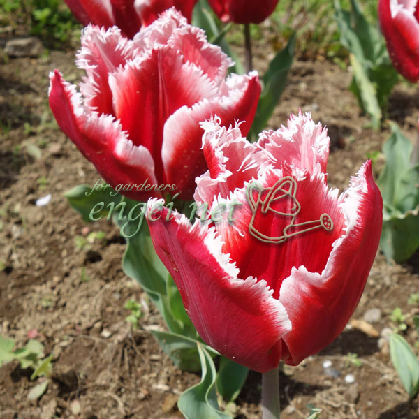 チューリップ カナスタ1球植え芽出し3号深ポッ...の詳細画像2