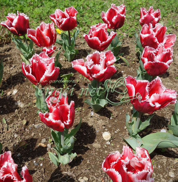 チューリップ カナスタ1球植え芽出し3号深ポッ...の詳細画像3